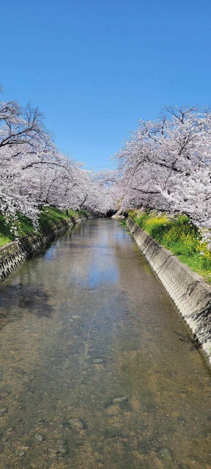 Cherry blossoms lining a canal in spring
