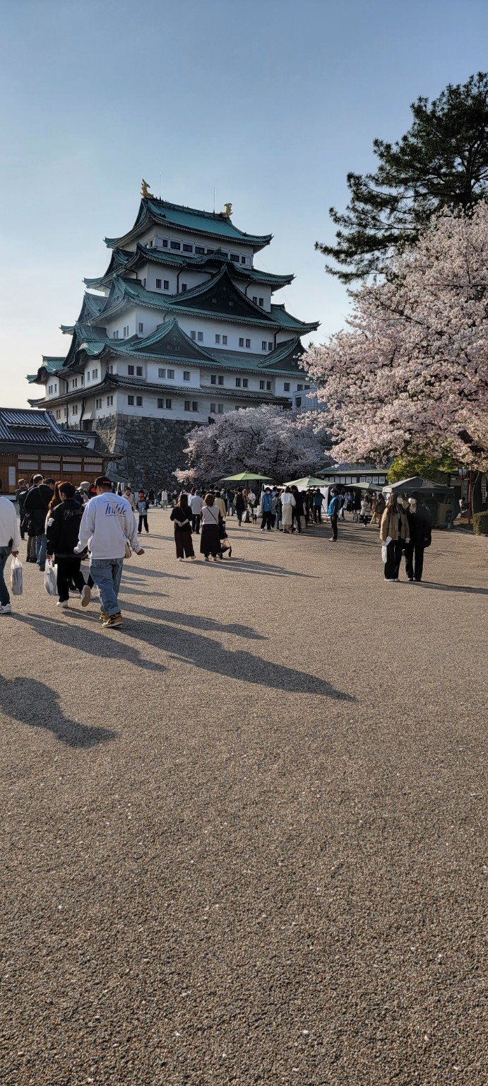Nagoya Castle framed by cherry blossoms