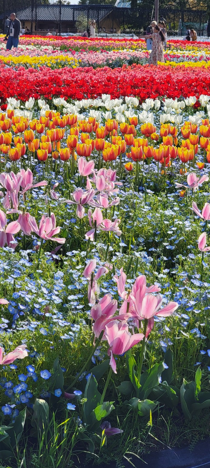Colorful spring tulips and flowers at Nabana no Sato